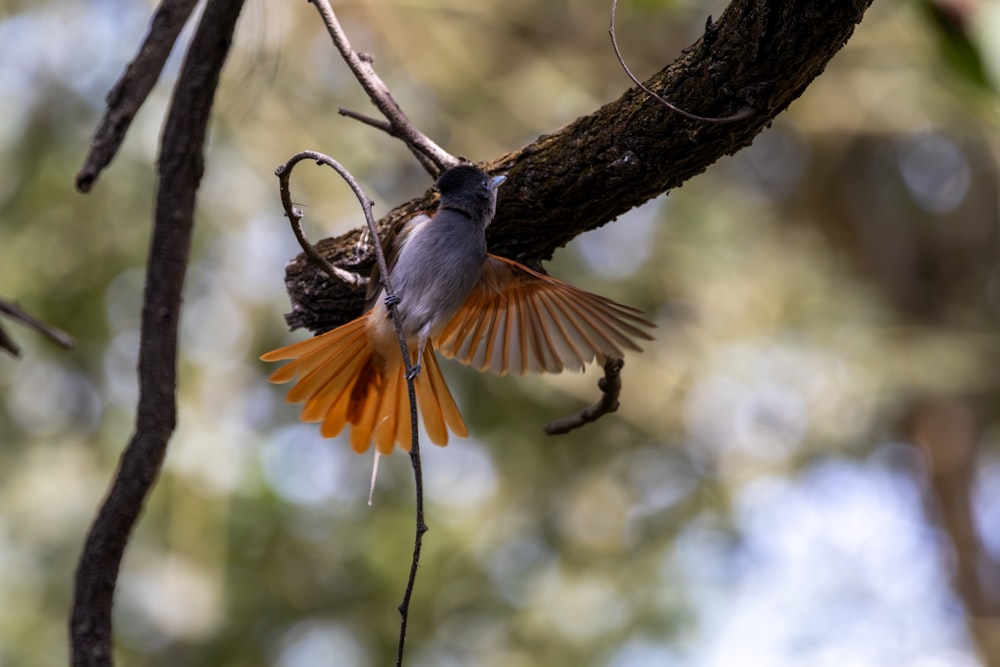 a bird with its wings spread on a tree branch