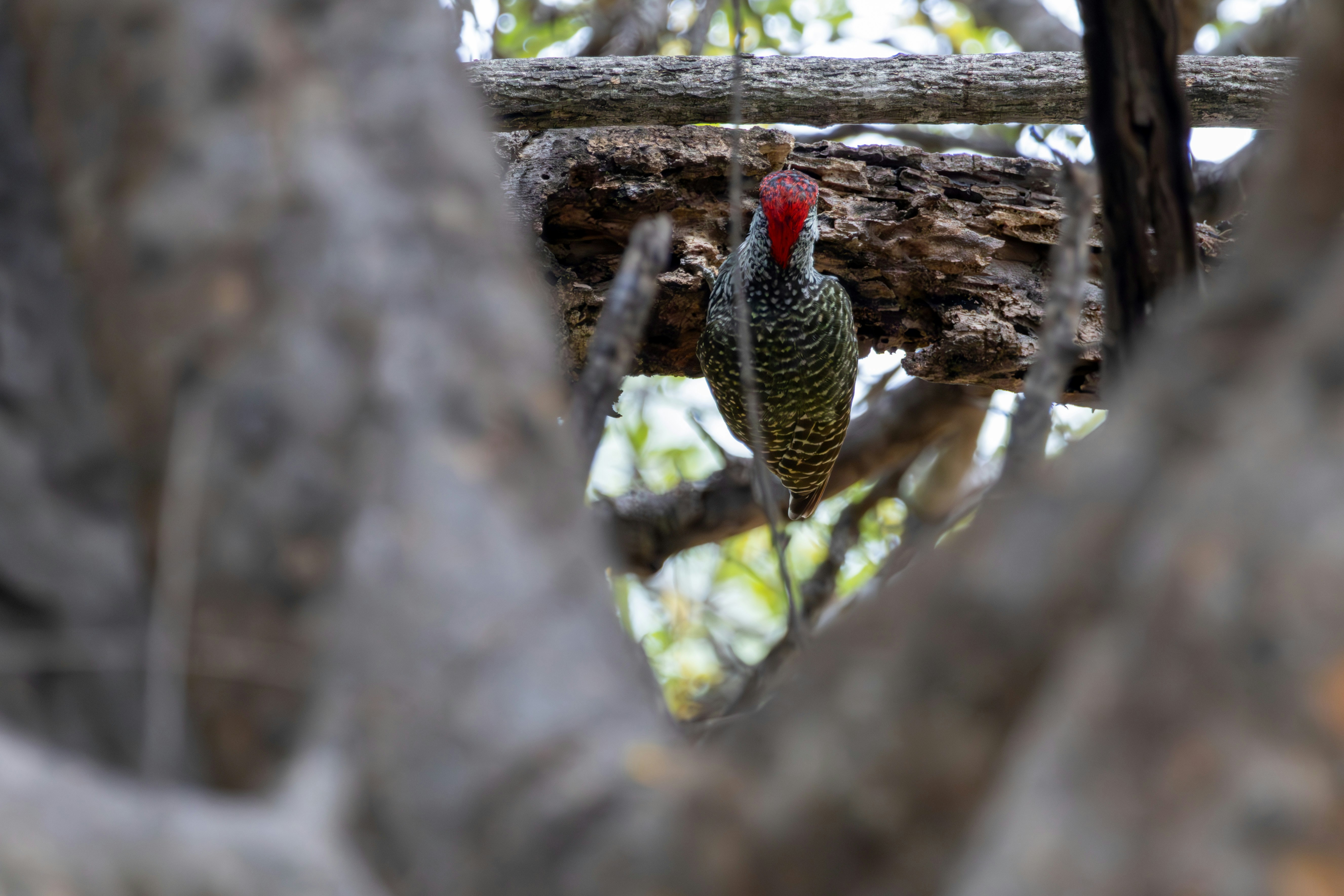 Photo by hendrikprinsza