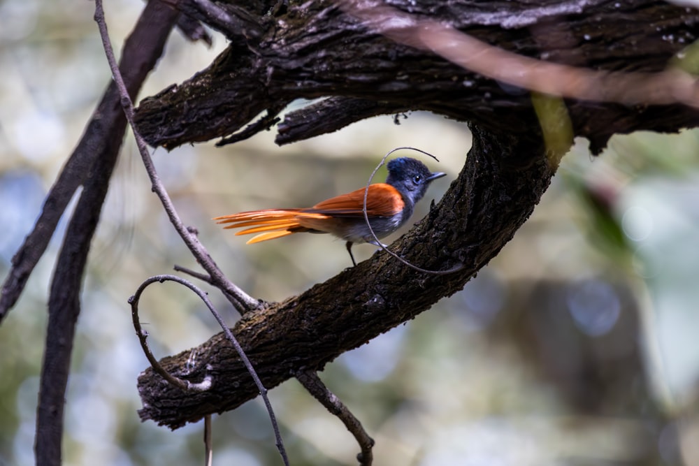 a small bird perched on a branch of a tree