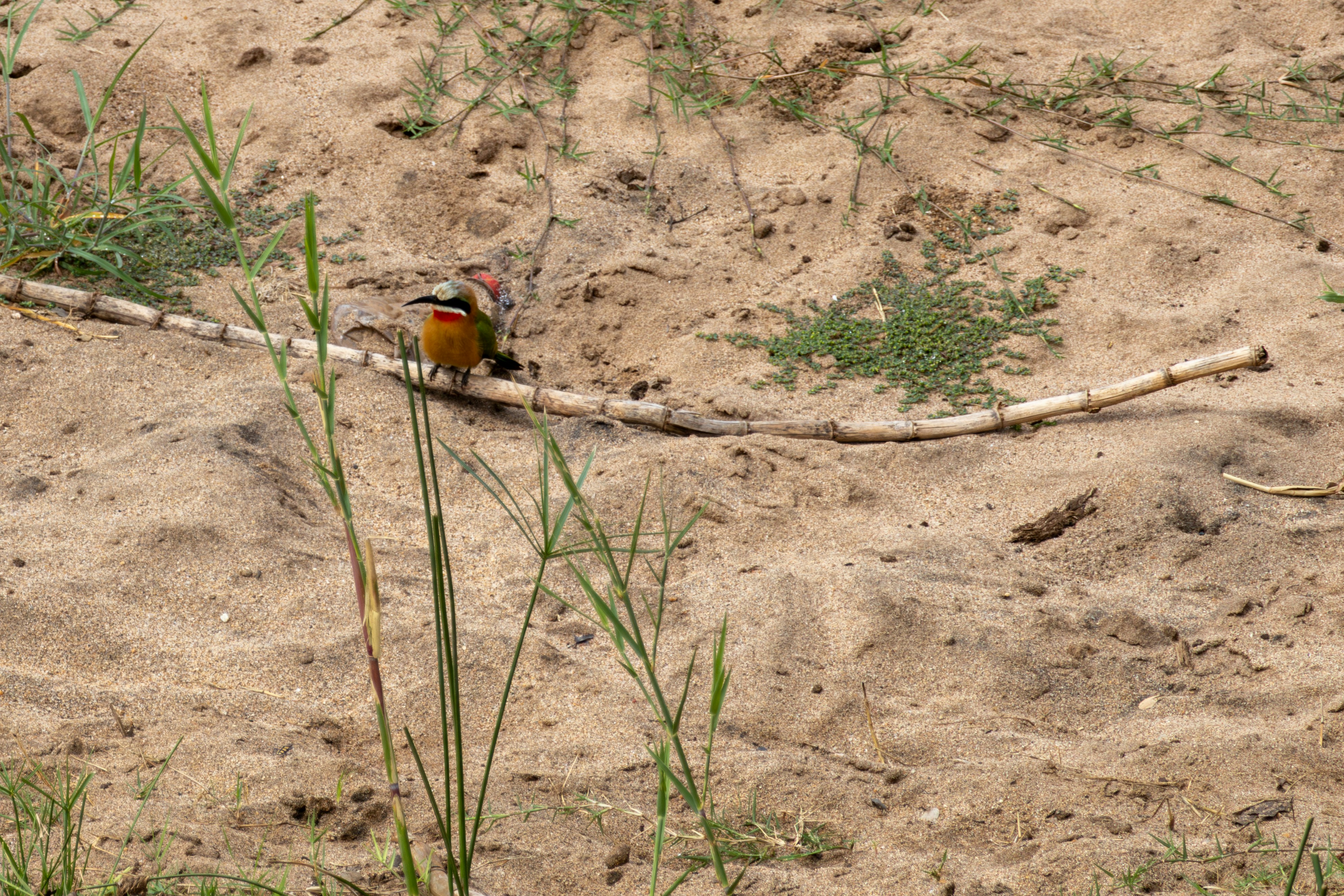un petit oiseau assis sur une branche dans le sable