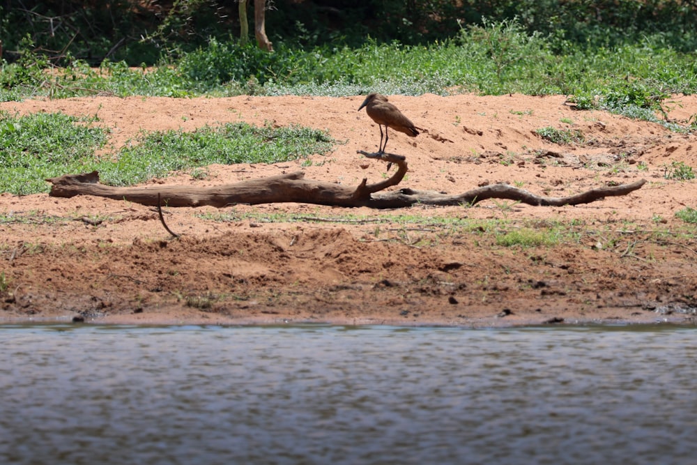 Ein Vogel steht auf einem Baumstamm am Wasser