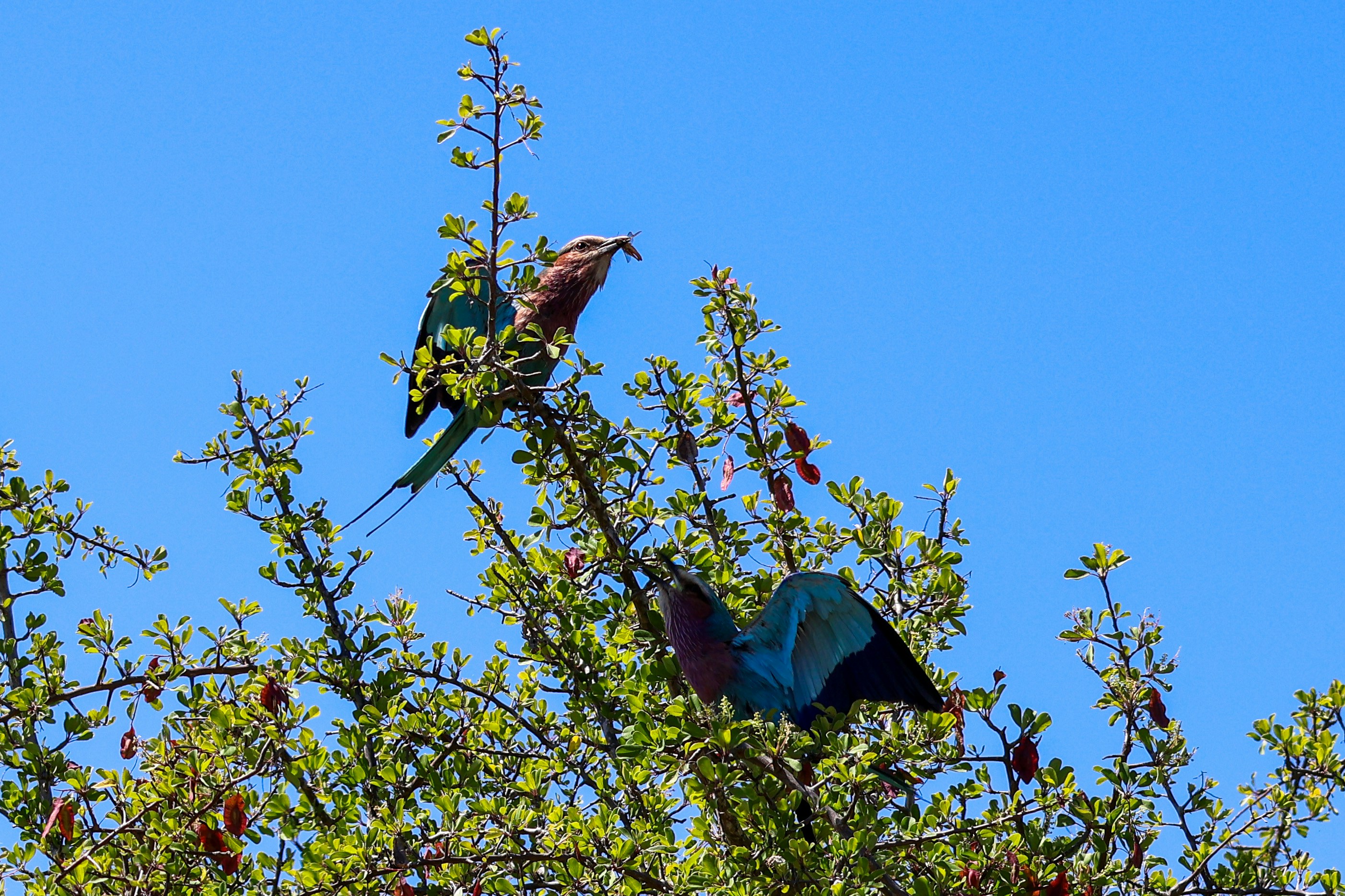 Two lilac-breasted rollers interacting in a tree at Kruger National Park, South Africa. One roller is perched at the top with an insect in its beak, while the other spreads its colourful wings in mid-movement. The birds’ striking plumage, featuring shades of blue, green, and lilac, contrasts beautifully against the clear blue sky, making it a stunning wildlife moment.