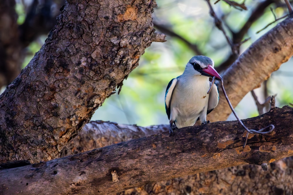 ein Vogel, der auf einem Ast eines Baumes sitzt