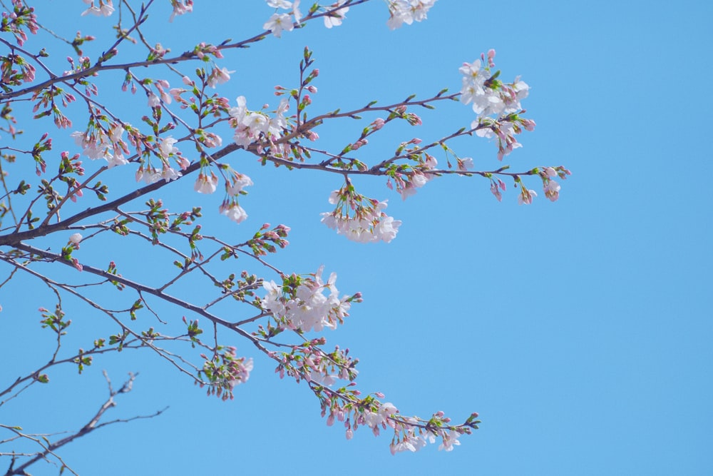 a tree branch with white flowers against a blue sky