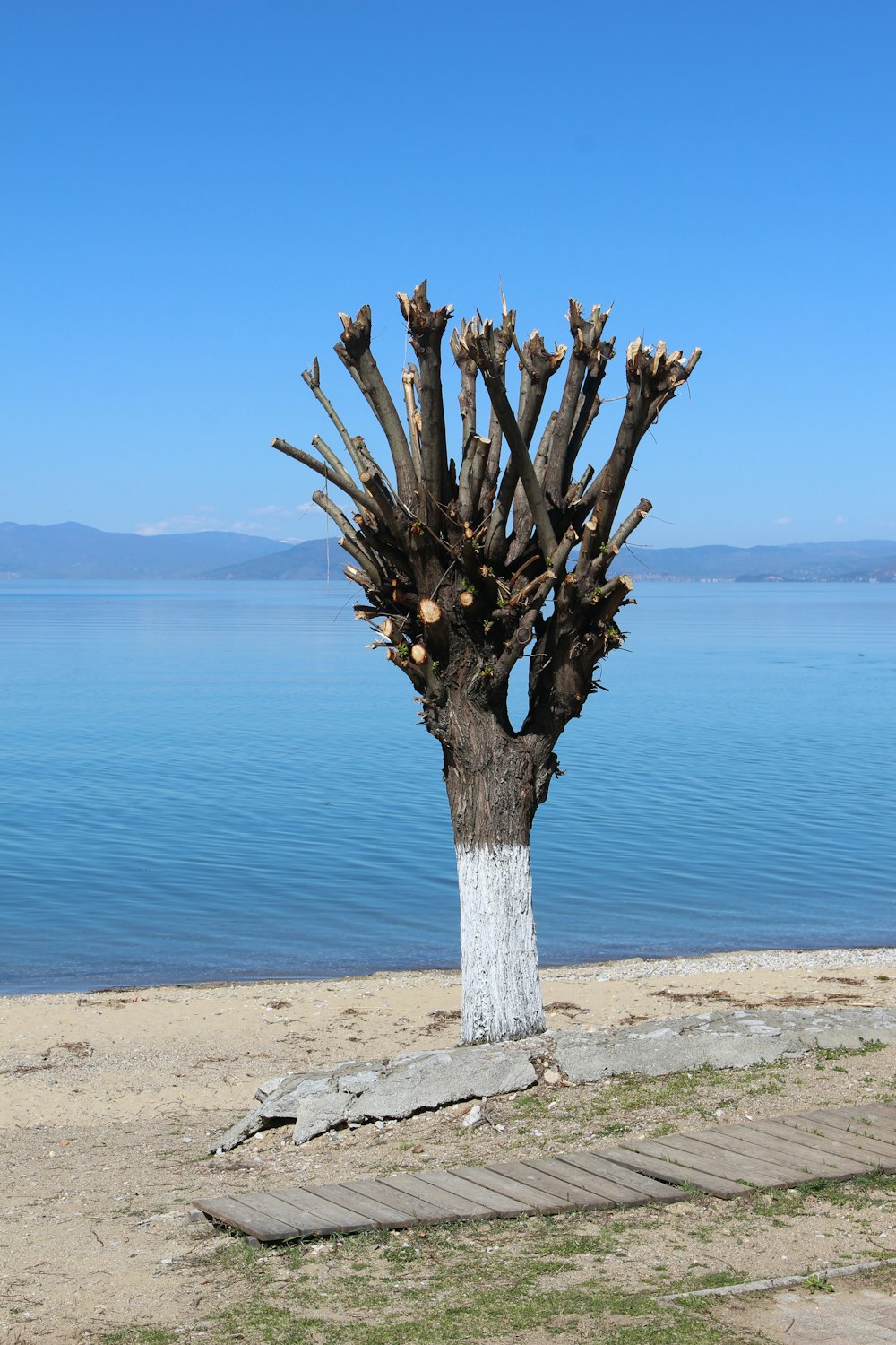 a tree that is standing in the sand