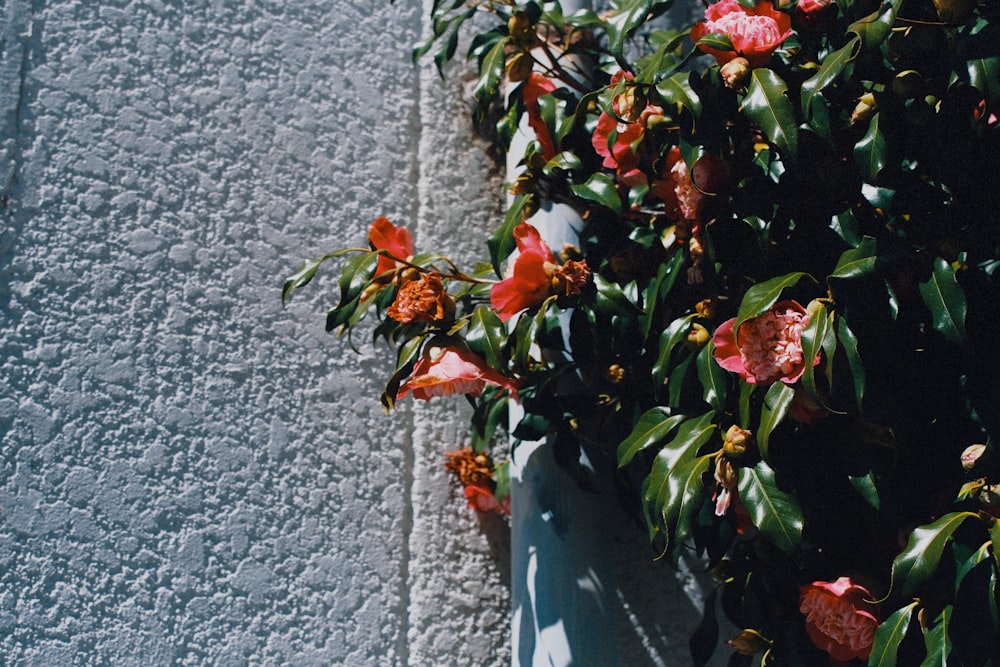 a close up of a plant on a wall