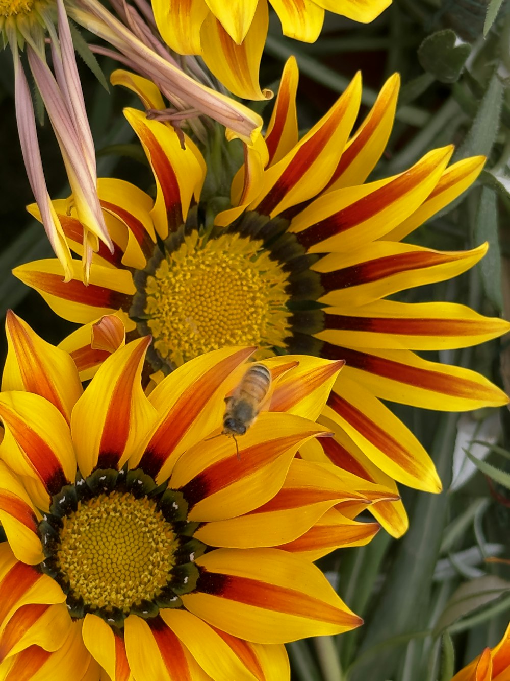 a bee on a sunflower with other flowers in the background