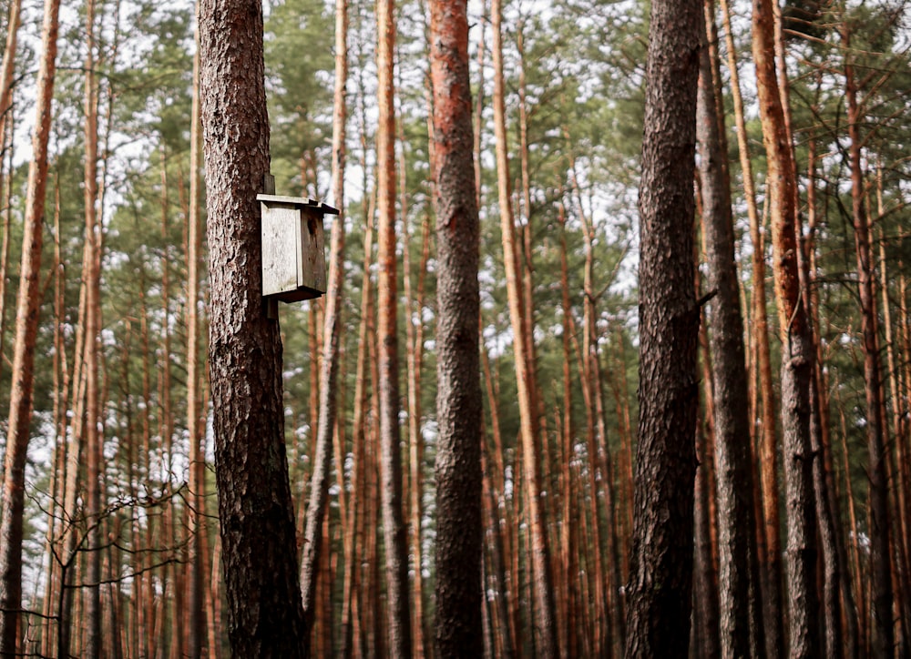 a bird house in the middle of a forest