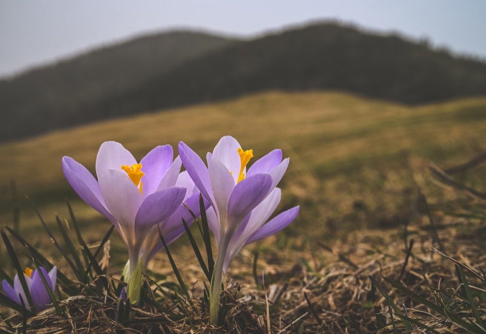 a group of purple flowers sitting on top of a grass covered field