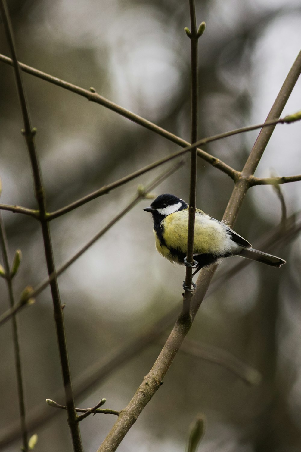 um pequeno pássaro amarelo e preto empoleirado em um galho de árvore