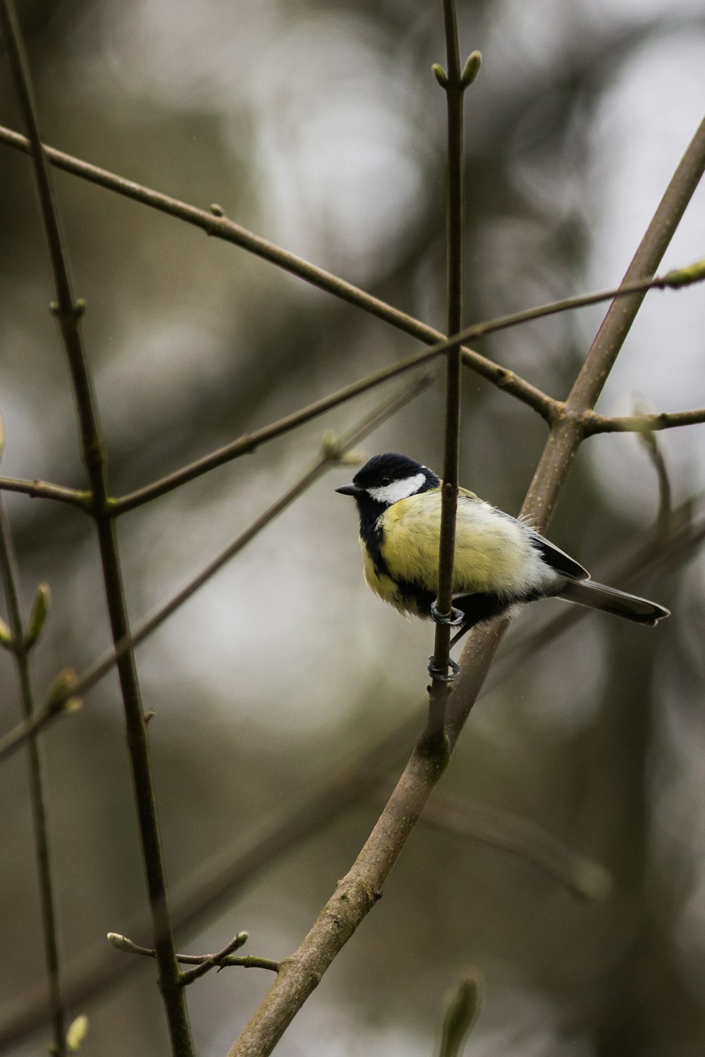 a small yellow and black bird perched on a tree branch