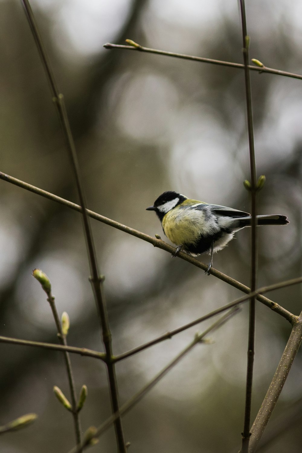 a small bird perched on top of a tree branch