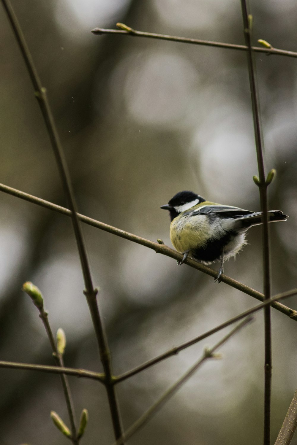 a small bird perched on top of a tree branch