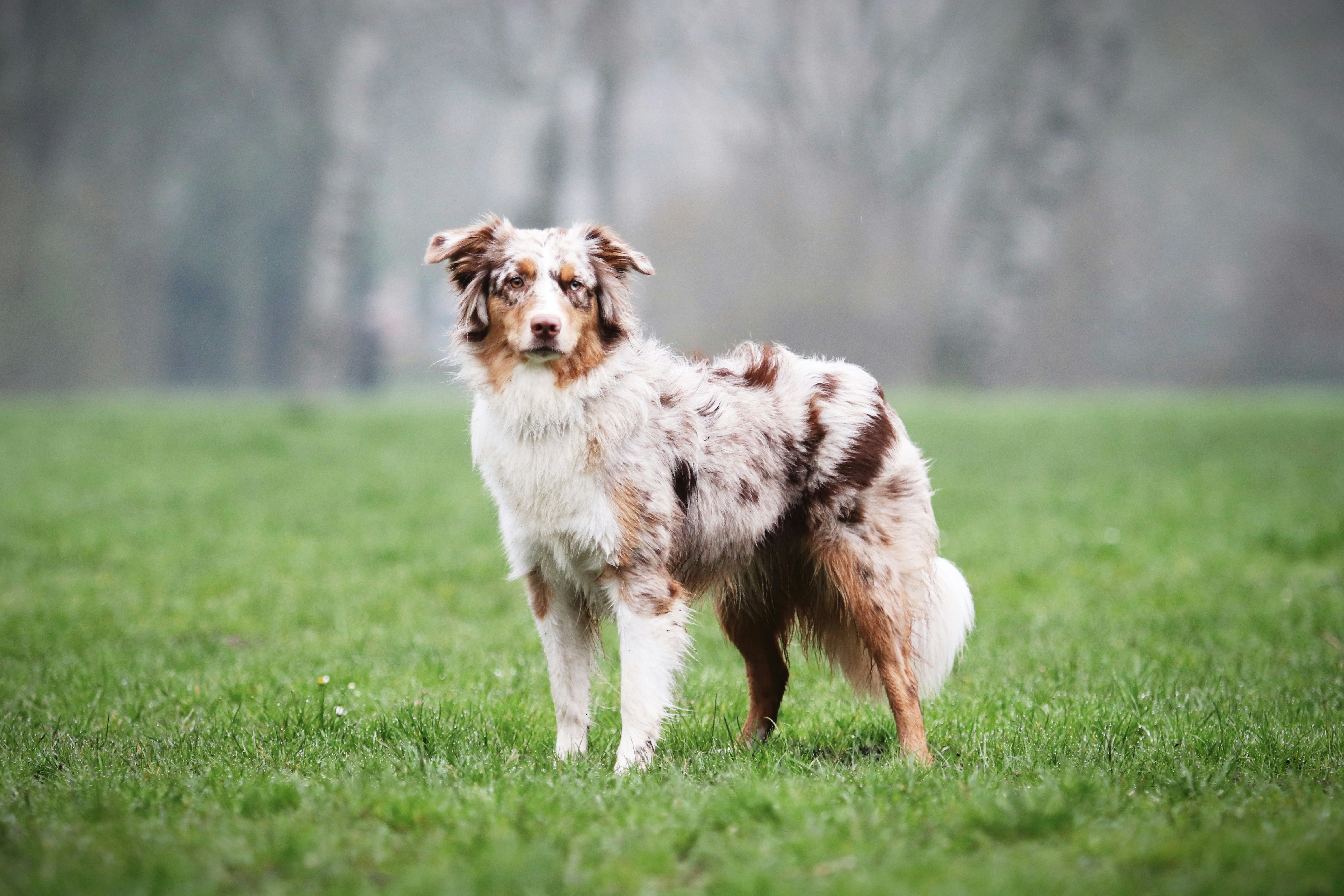 un chien brun et blanc debout au sommet d’un champ verdoyant
