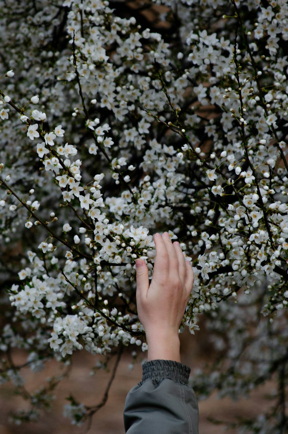 a person reaching up to a tree with white flowers