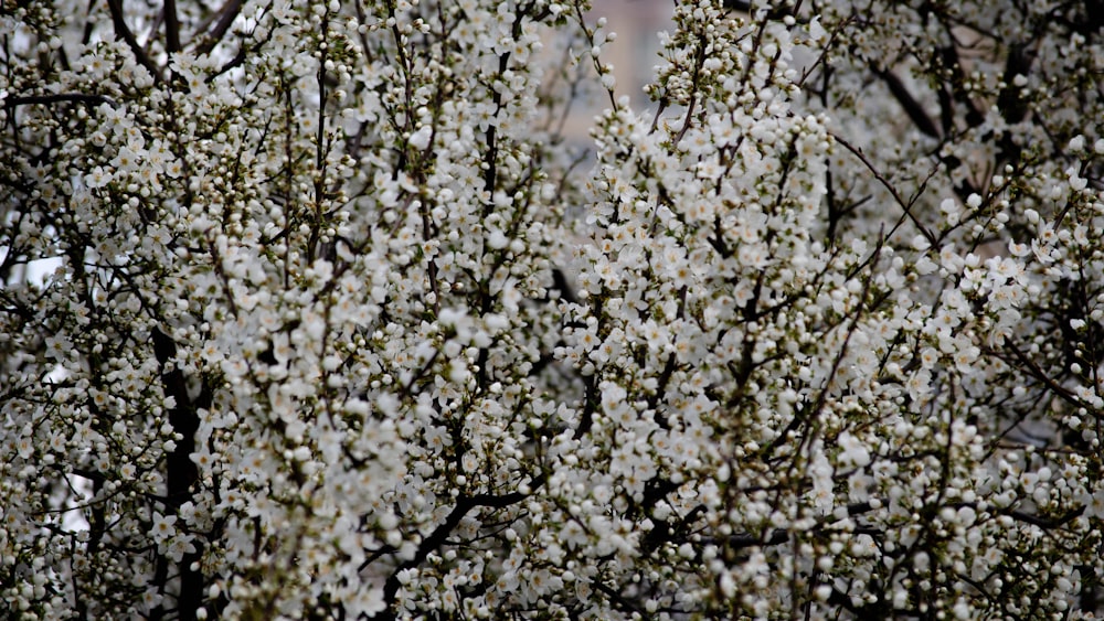 a tree with lots of white flowers on it