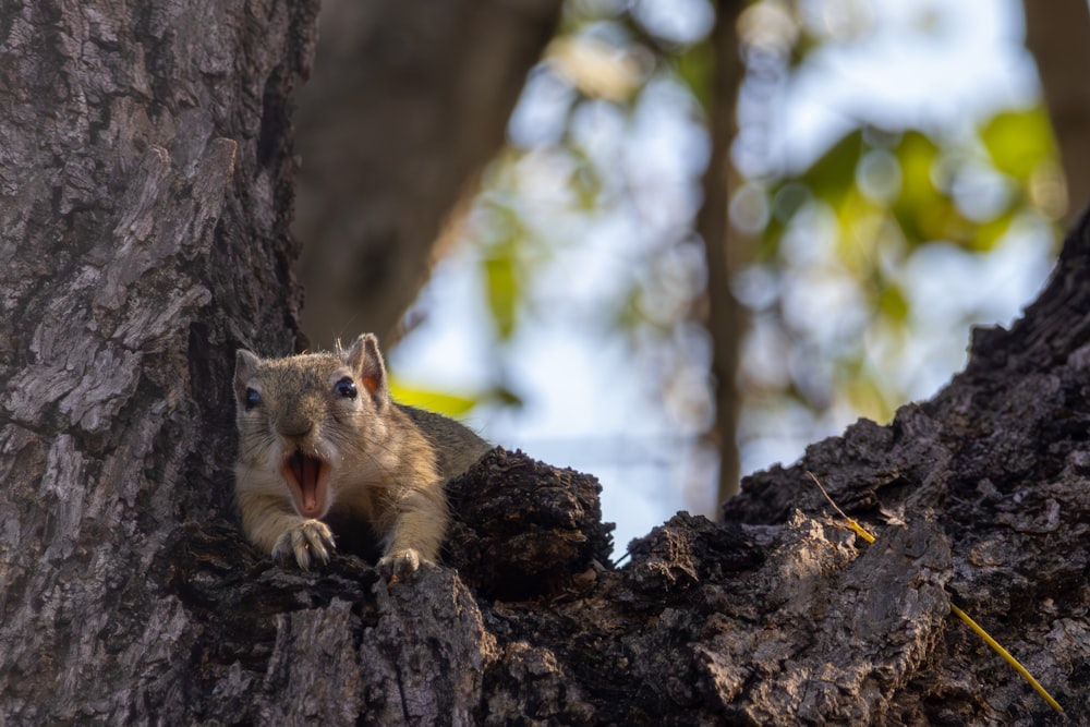 a squirrel sitting in a tree with its mouth open