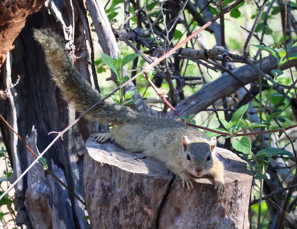 a squirrel is standing on a tree stump