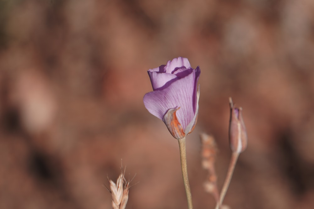 a close up of a flower with a blurry background