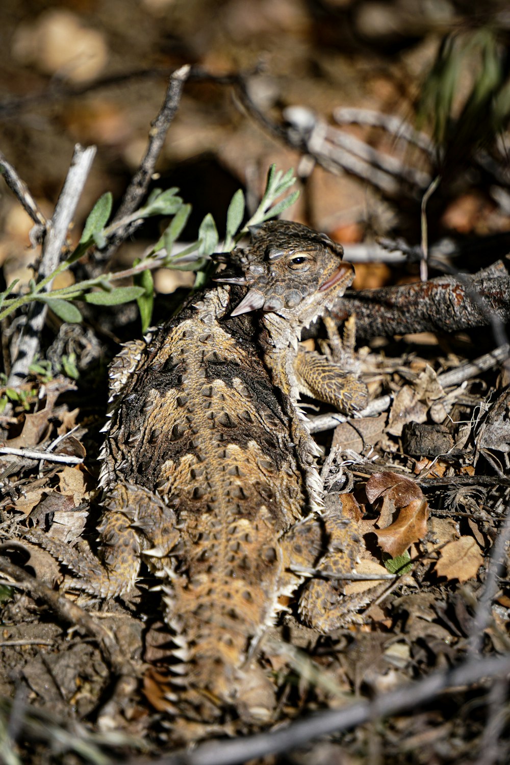 a close up of a small lizard on the ground