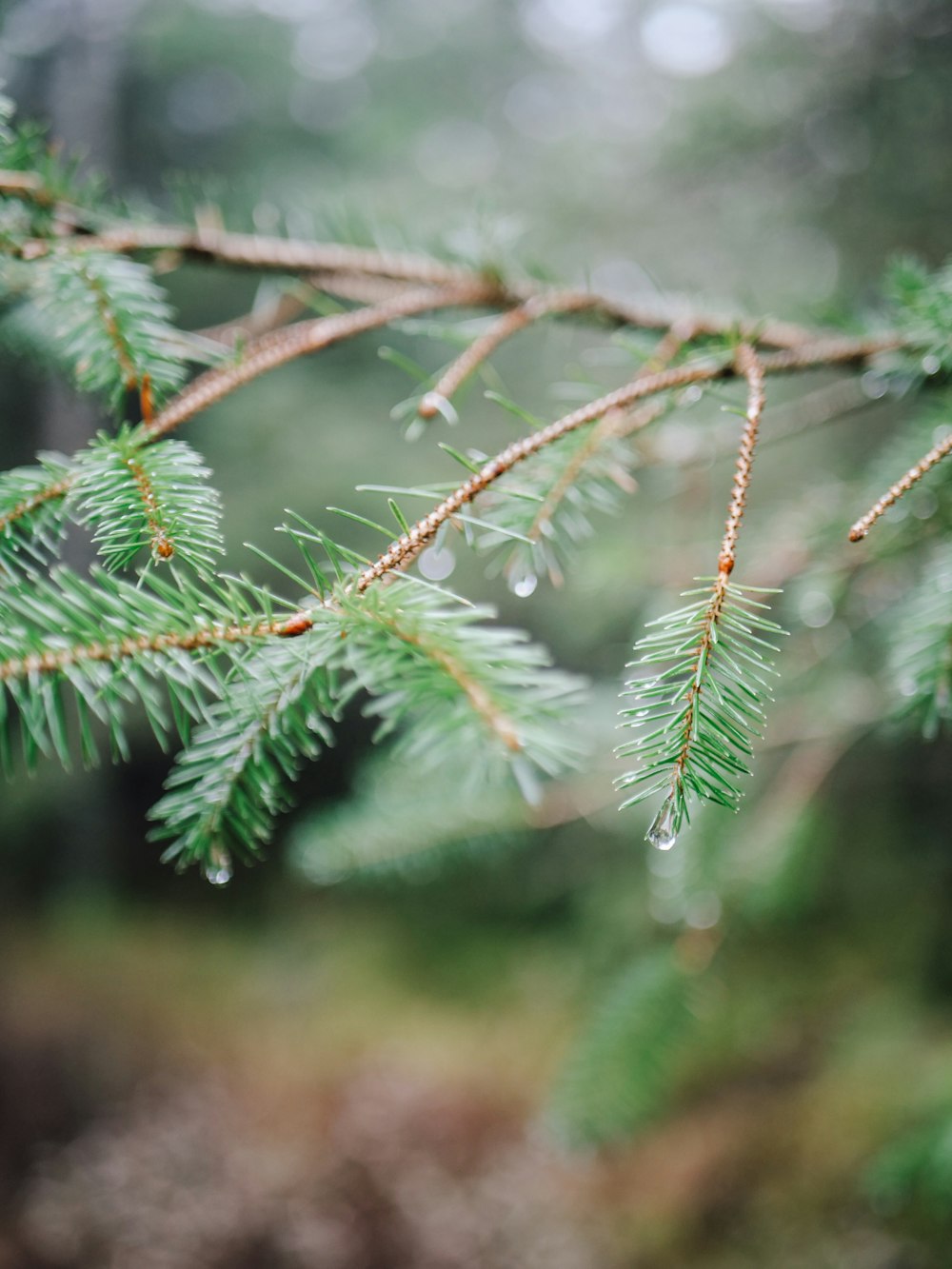 a close up of a tree branch with drops of water on it