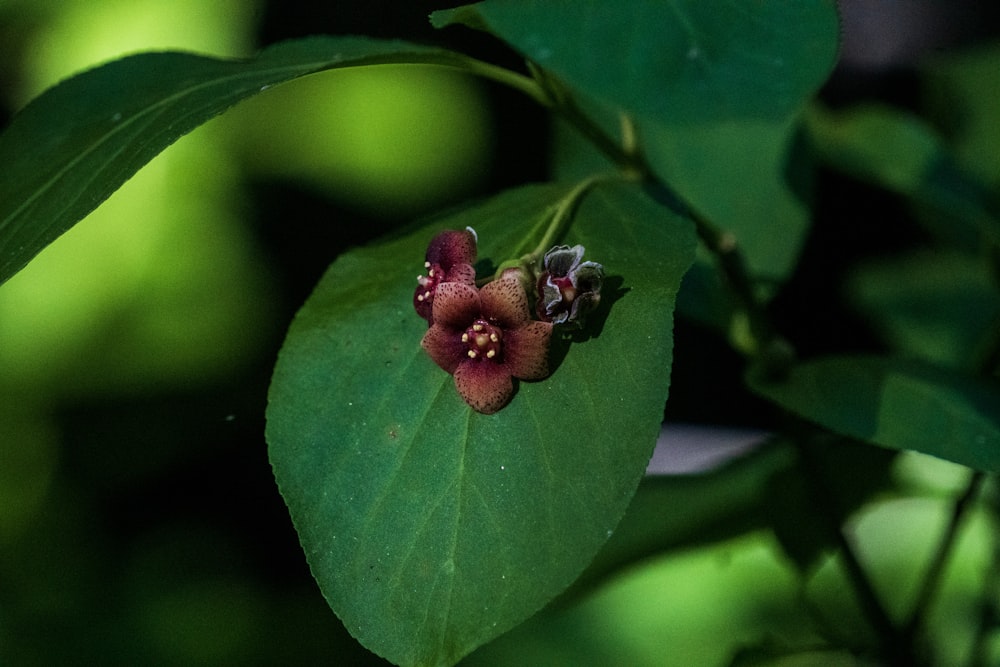 a close up of a flower on a green leaf