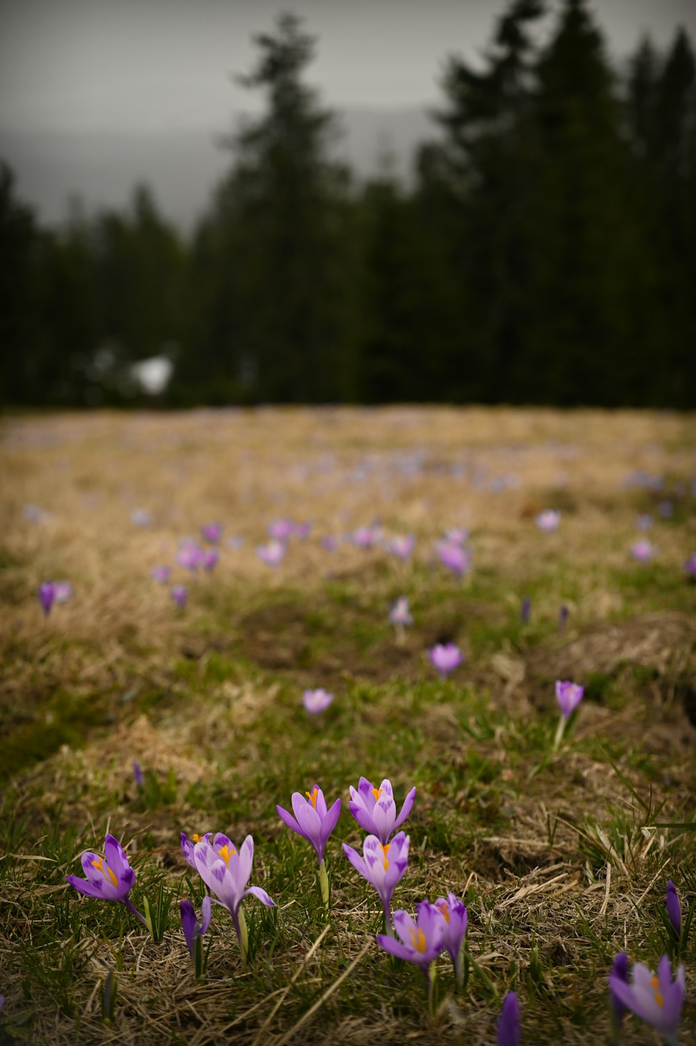 a field full of purple flowers with trees in the background