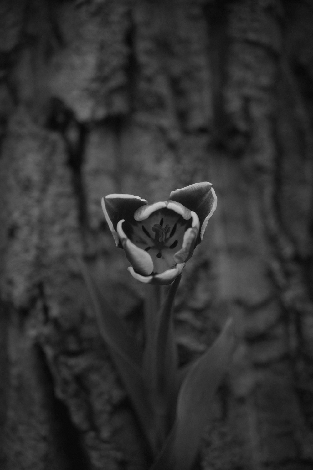 a black and white photo of a flower