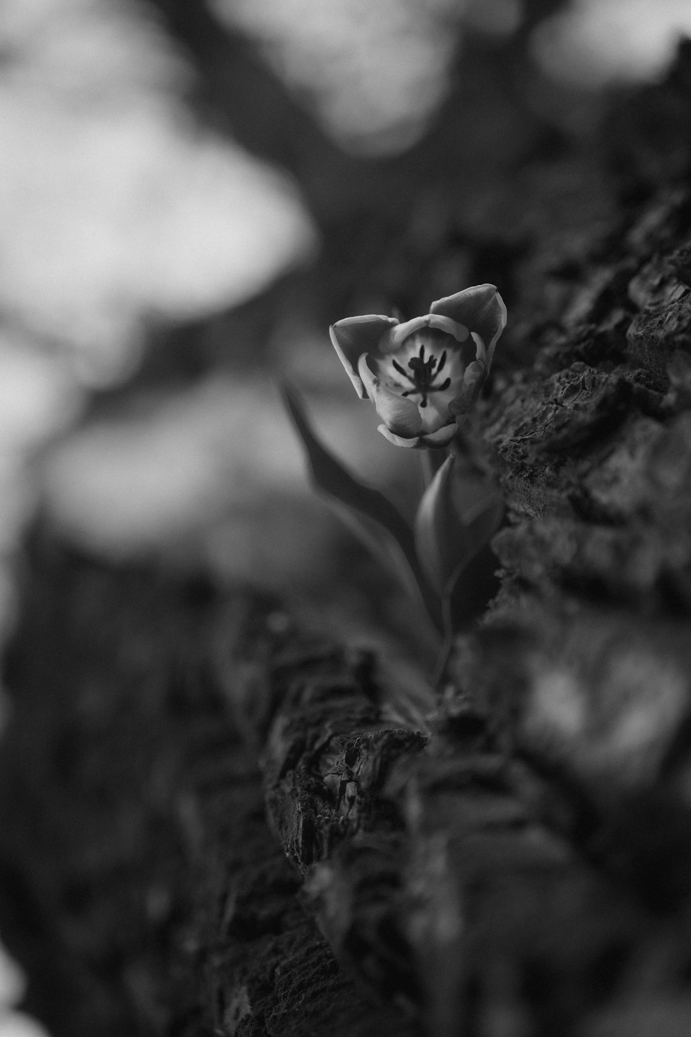 a black and white photo of a small flower