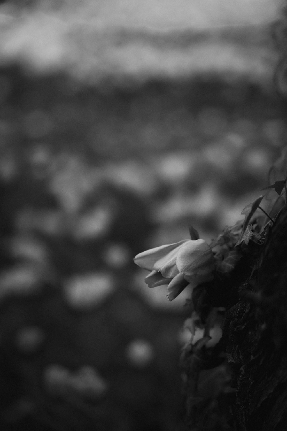 a black and white photo of a flower