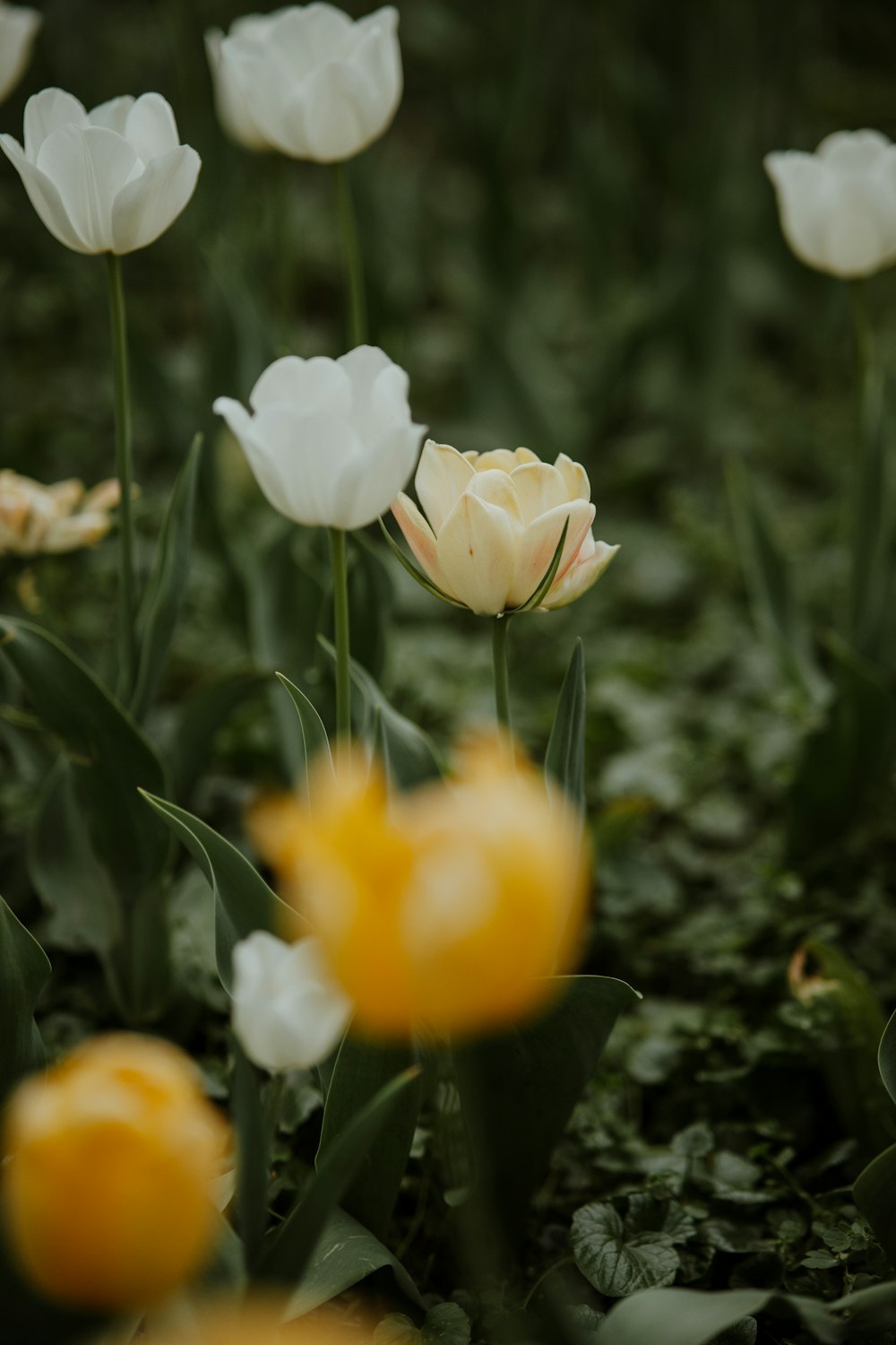 a bunch of white and yellow flowers in a field