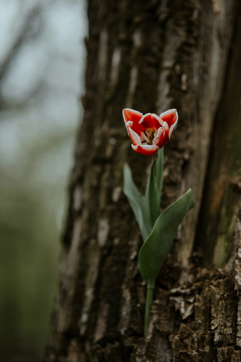 a single red tulip growing out of the bark of a tree