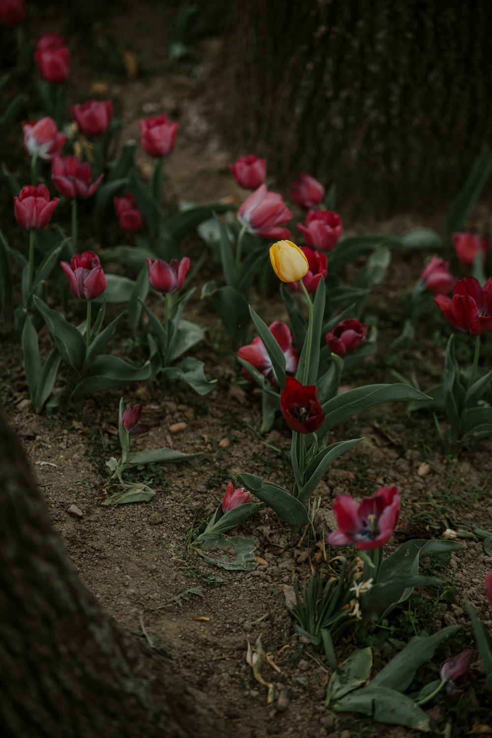 a group of red and yellow tulips in a field