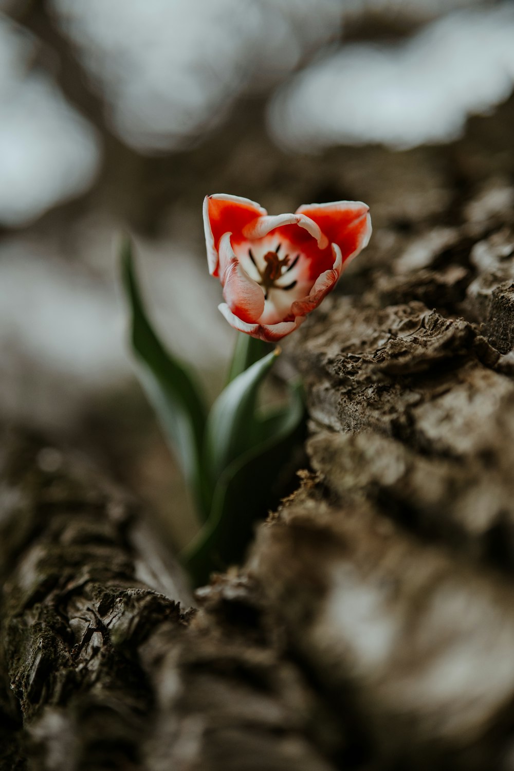 a small red and white flower sitting on top of a tree