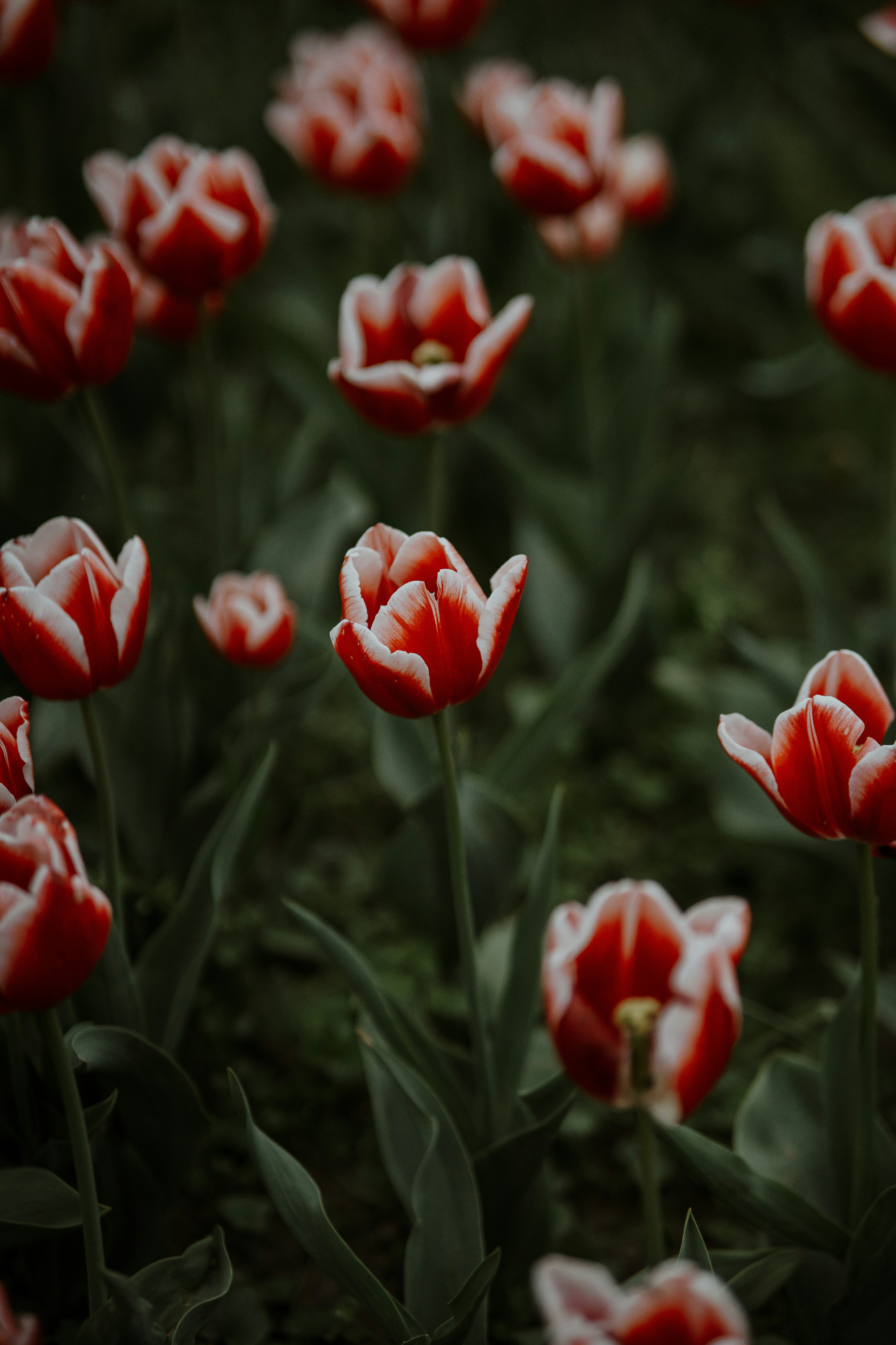 Photo by luisgherasim