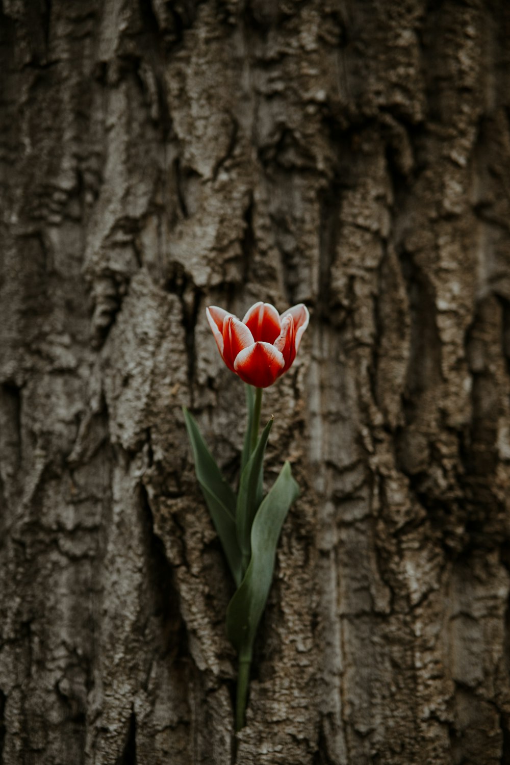 a single red and white tulip in front of a tree