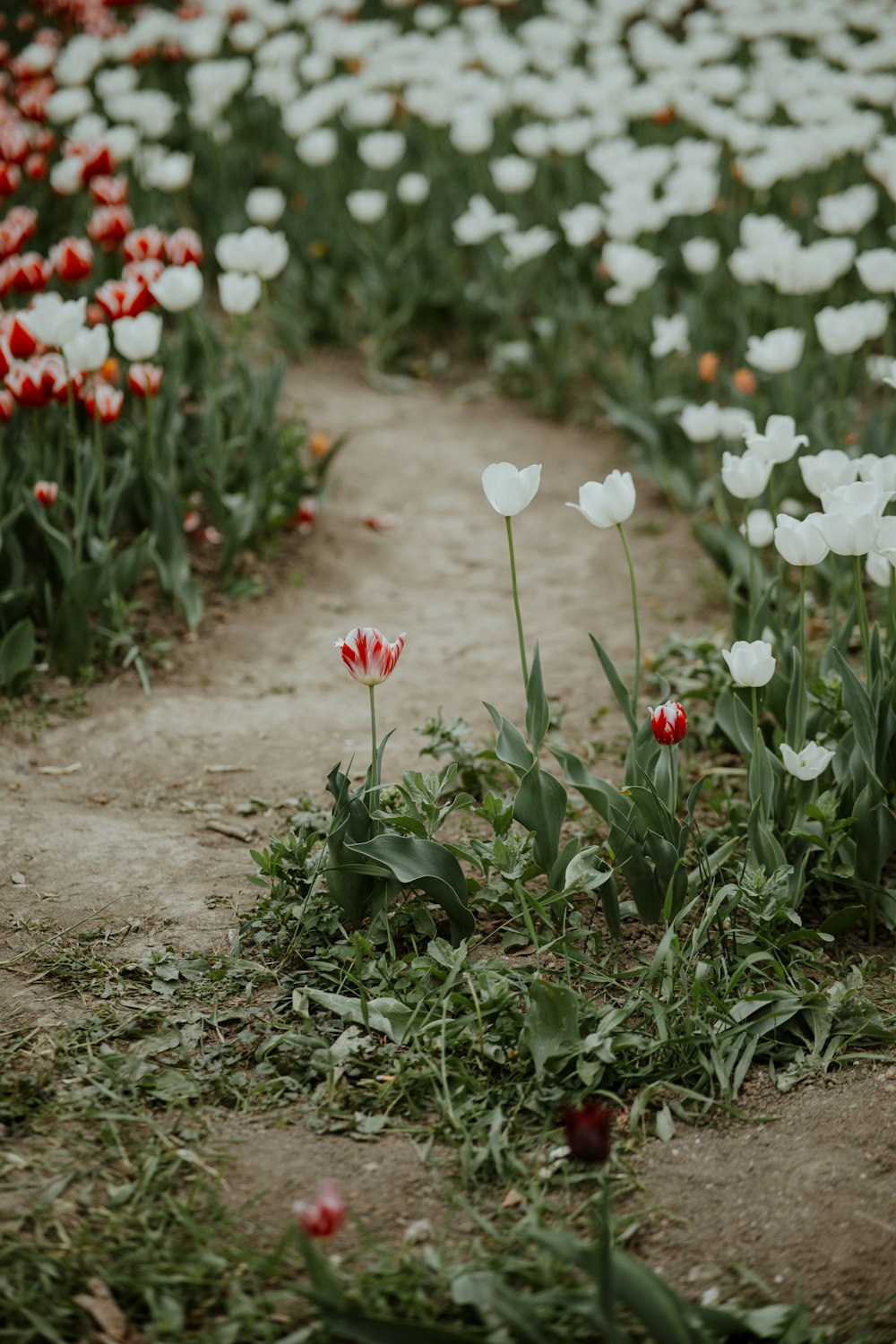 a field full of white and red flowers