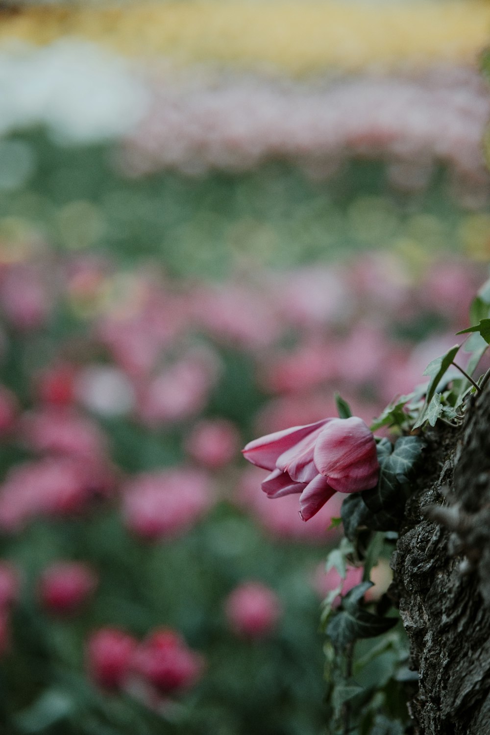 a pink flower is growing on the side of a tree