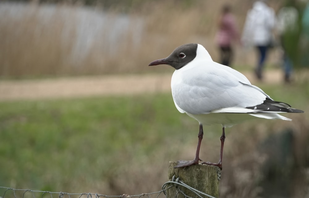 a seagull is standing on a fence post