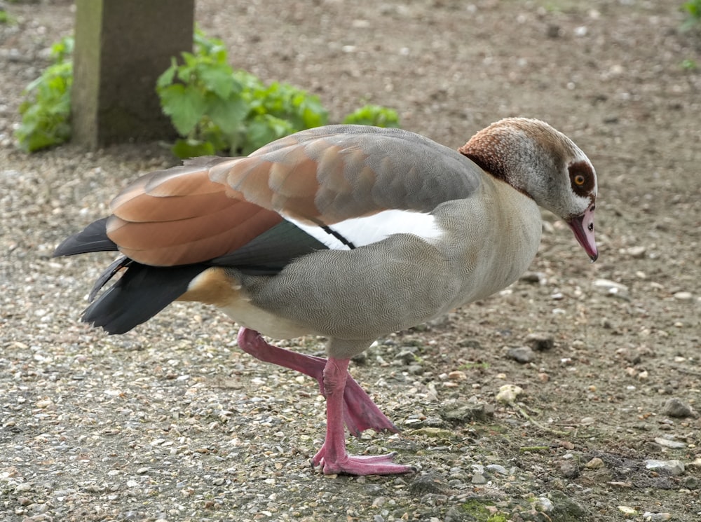 a close up of a bird on a dirt ground