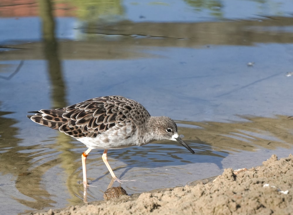 a small bird is standing in the water