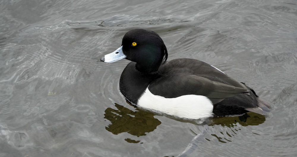 a black and white duck floating on top of a body of water