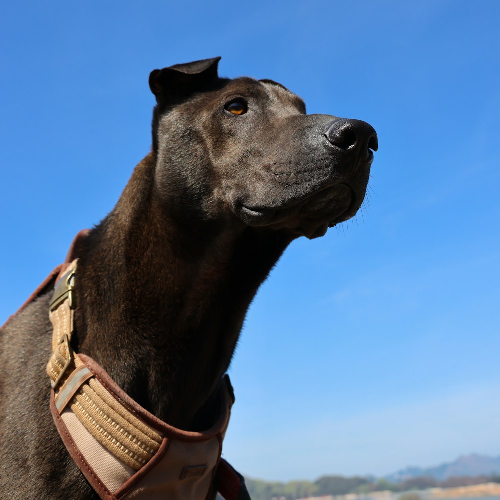 un perro negro con un collar marrón y un fondo de cielo