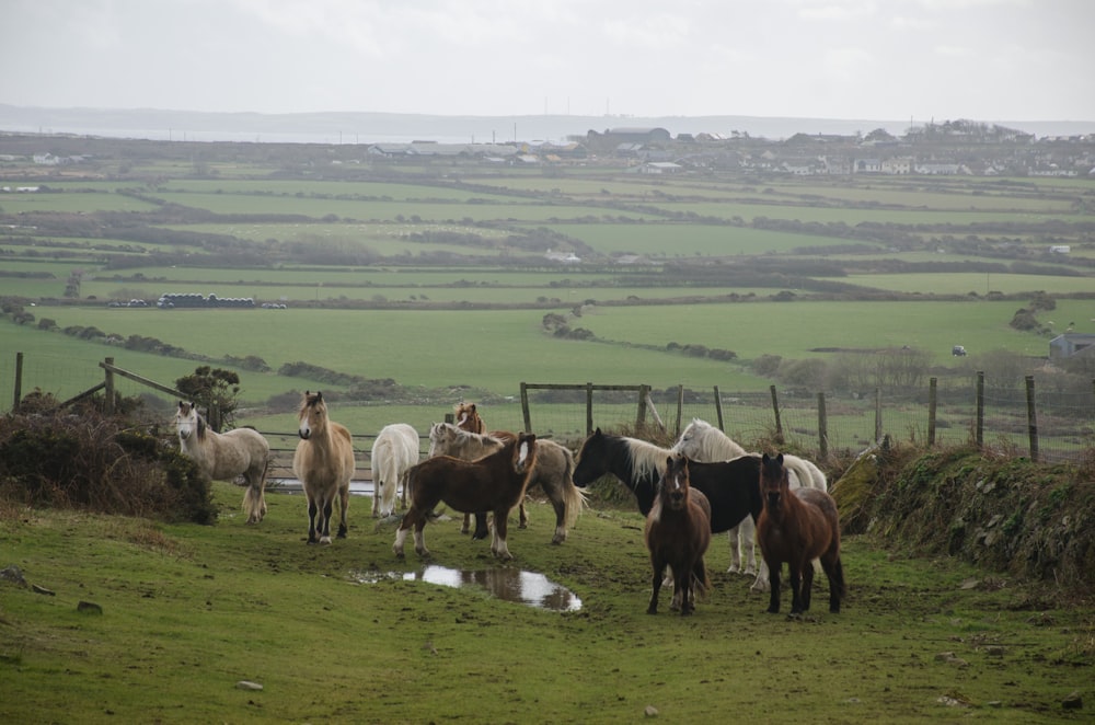 a herd of horses standing on top of a lush green field