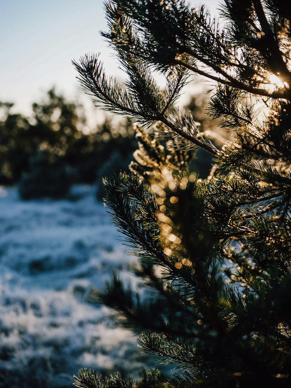 a close up of a pine tree with snow on the ground