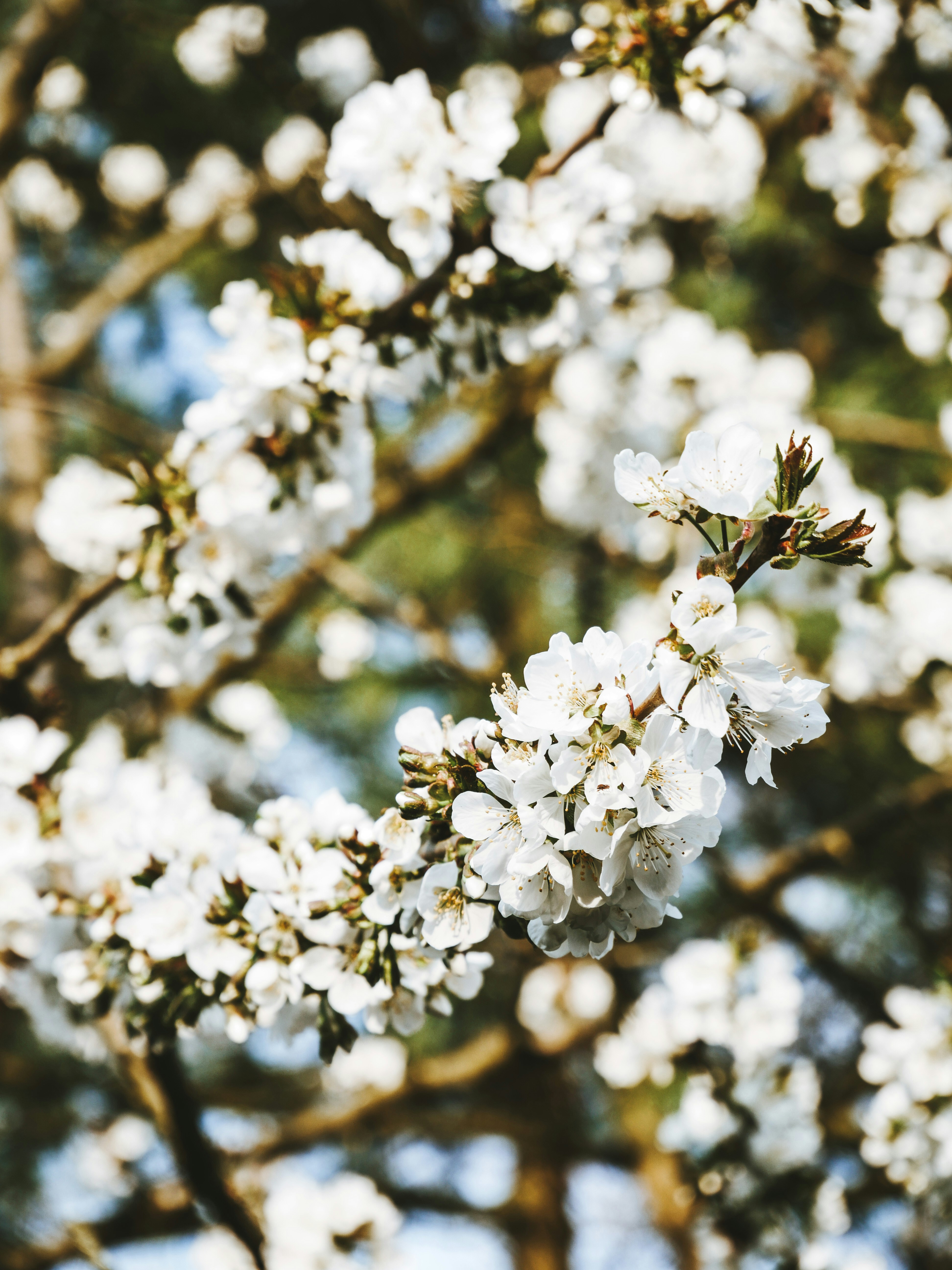 Photo by paulinaherpel