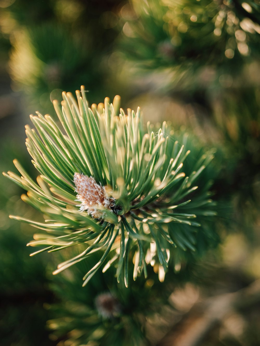 a close up of a pine tree branch