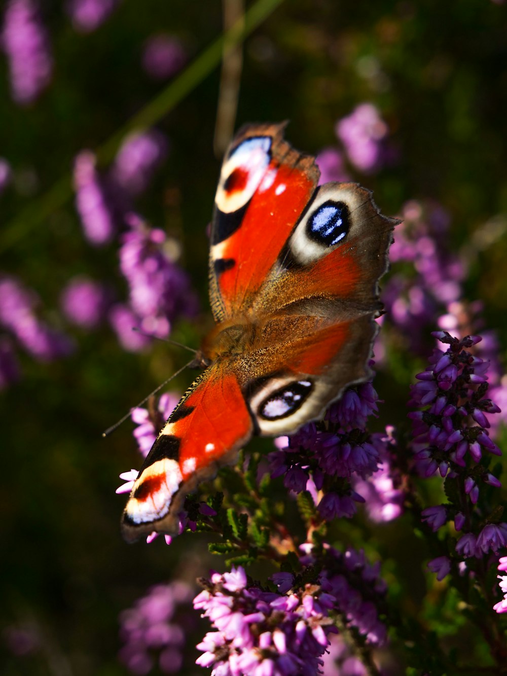 a close up of a butterfly on a flower