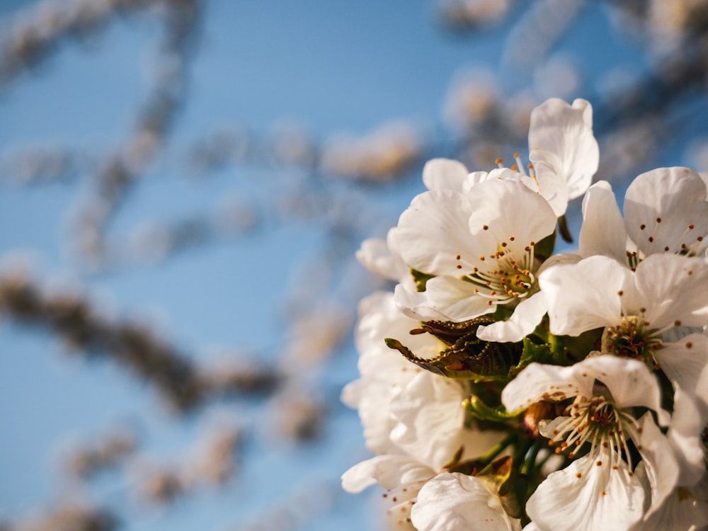 a bunch of white flowers on a tree