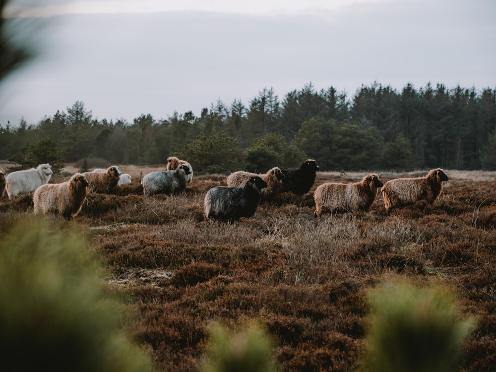 a herd of sheep standing on top of a grass covered field